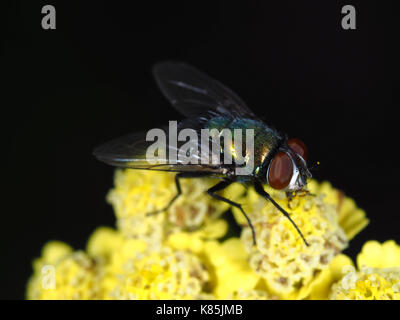 Grüne Metallic-Fliege auf gelben Blumen Stockfoto