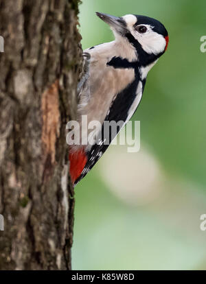 München, Deutschland. 17 Sep, 2017. dpatop - ein Specht sitzt auf einem hazel Tree in München, Deutschland, 17. September 2017. Foto: Sven Hoppe/dpa/Alamy leben Nachrichten Stockfoto