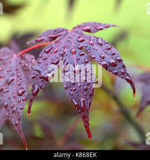 Blätter der Roten japanischen Ahorn (Amur Ahorn) mit Wassertropfen nach Regen. Nahaufnahme. Stockfoto