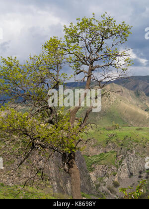 Frühling in Armenien, ein Baum mit jungen grünen Blätter an den Rand des Garni Schlucht, Dramatik in der Provinz Kotajk Stockfoto