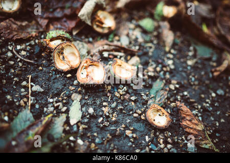 Gebrochene horsechestnuts auf dem Boden in die Gärten von Waddesdon Manor in der Nähe von Aylesbury, Buckinghamshire, Großbritannien Stockfoto