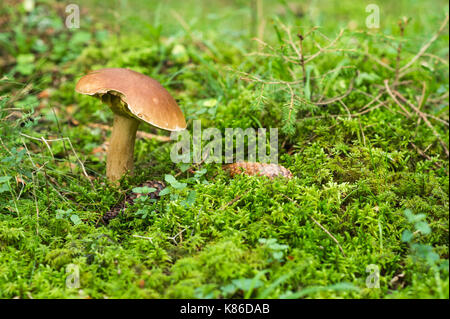 Pilz im schwedischen Wald. Stockfoto