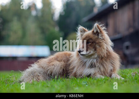 Nenzen Herding laika Hund ruht auf dem grünen Gras Stockfoto