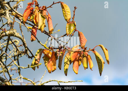 Farben des Herbstes. Herbstfarben. Bunte Blätter an einem Baum die Blätter beginnen zu Beginn des Herbstes zu sterben, gegen den grauen Himmel in Großbritannien. Stockfoto