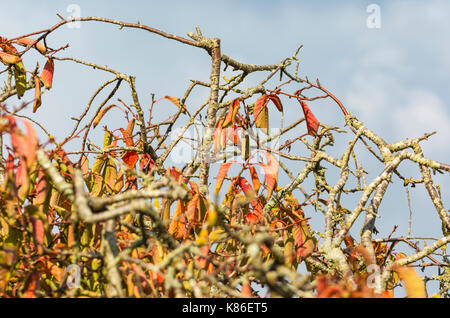 Bunte Blätter an einem Baum die Blätter beginnen zu Beginn des Herbstes zu sterben, gegen den grauen Himmel in Großbritannien. Stockfoto