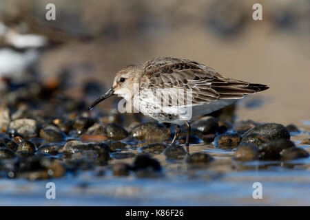 Alpenstrandläufer, Calidris Alpina an der Küste Pool auf einen Kiesstrand, Herbst Gefieder Mauser in winter Gefieder Stockfoto