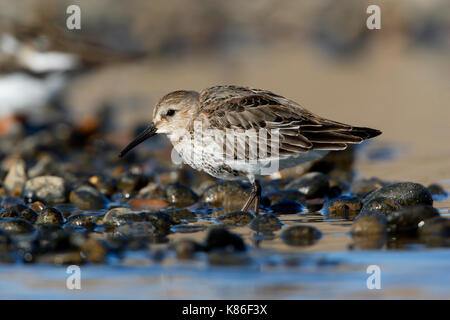 Alpenstrandläufer, Calidris Alpina an der Küste Pool auf einen Kiesstrand, Herbst Gefieder Mauser in winter Gefieder Stockfoto