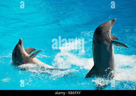 Zwei Delfine tanzen in Wasser. Stockfoto