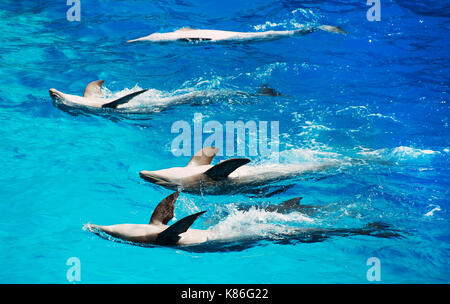 Fünf Delphine schön schwimmt auf dem Rücken. Stockfoto