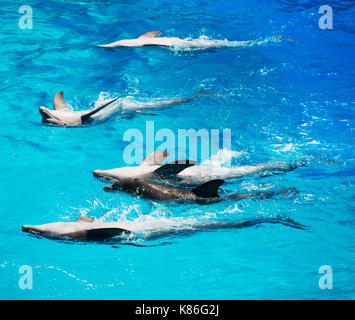 Fünf Delphine schön schwimmt auf dem Rücken. Stockfoto