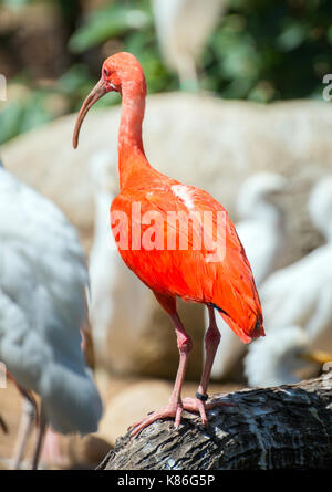 Portrait von Scarlet ibis. Eudocimus ruber. Stockfoto