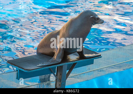 Leistung mit einem Fell Dichtung im Aquarium. Stockfoto