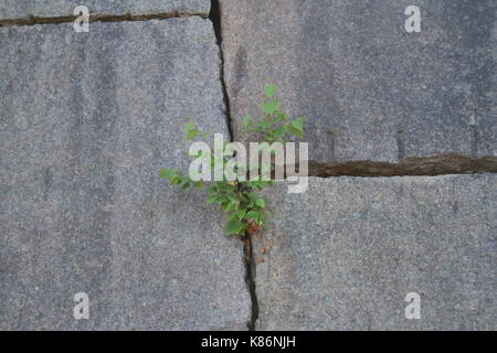 Unsortiert Anlage Bilder (in Arbeit) Stockfoto