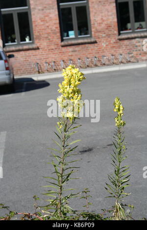 Unsortiert Anlage Bilder (in Arbeit) Stockfoto