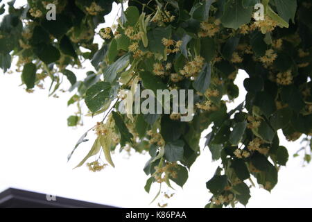 Unsortiert Anlage Bilder (in Arbeit) Stockfoto