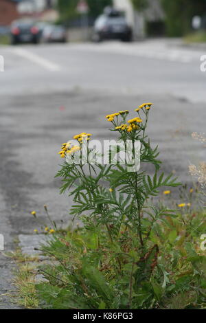 Unsortiert Anlage Bilder (in Arbeit) Stockfoto