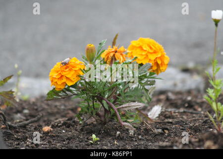 Unsortiert Anlage Bilder (in Arbeit) Stockfoto