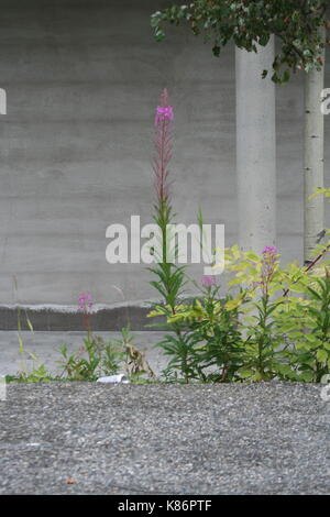 Unsortiert Anlage Bilder (in Arbeit) Stockfoto