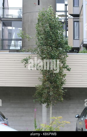 Unsortiert Anlage Bilder (in Arbeit) Stockfoto