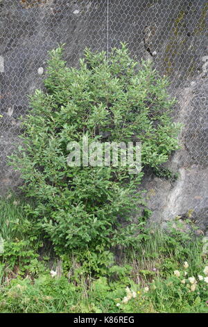 Unsortiert Anlage Bilder (in Arbeit) Stockfoto