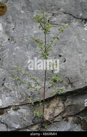 Unsortiert Anlage Bilder (in Arbeit) Stockfoto
