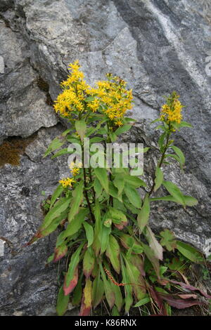 Unsortiert Anlage Bilder (in Arbeit) Stockfoto