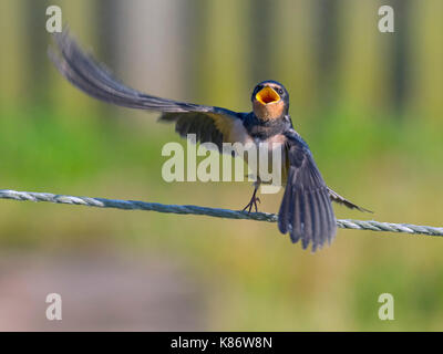 Junge Schwalben Hirundo rustica auf Zaun darauf warten gefüttert zu werden. Stockfoto