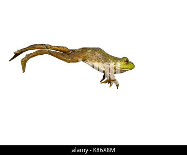 Amerikanische Ochsenfrosch (Lithobates catesbeianus) springen, auf weißem Hintergrund. Stockfoto