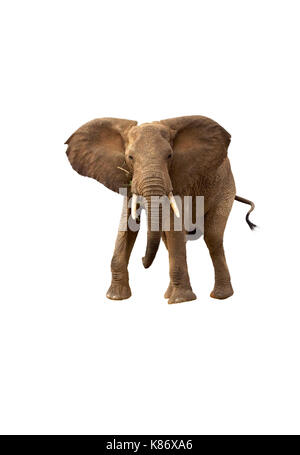 Afrikanischer Elefant (Loxodonta Africana) aufladen, auf weißem Hintergrund. Stockfoto