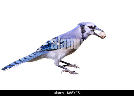 Blue Jay (Cyanocitta cristata) mit einer Mutter, auf weißem Hintergrund. Stockfoto