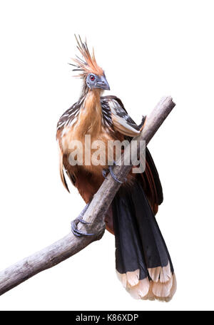 Hoatzin (Opisthocomus hoazin), auf weißem Hintergrund. Stockfoto