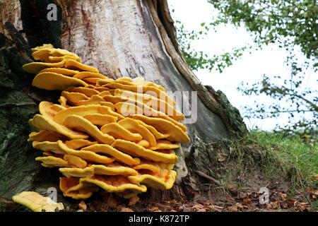 Die schöne ungenießbare gelb Parasiten Pilz wächst am Baum, Nahaufnahme Foto. Tod Pilze wächst auf der Rinde Stockfoto