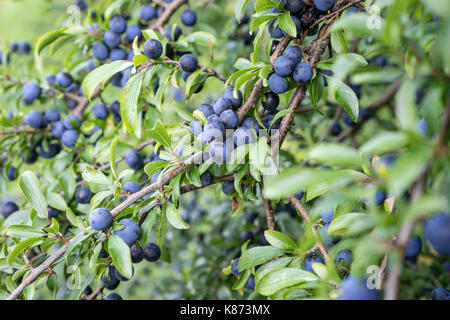 Blackthorn Strauch mit reifen Früchten Stockfoto