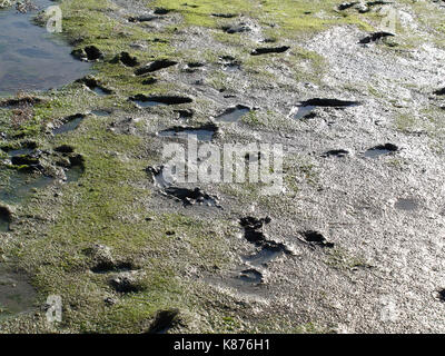 Schritte auf Schlamm an bosham Hafen, Hampshire, Enland Stockfoto