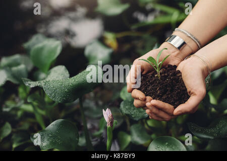 Schließen Sie herauf Bild der weiblichen Gärtner Hände halten ein Bäumchen im Gewächshaus. Frau einpflanzen neue Anlage im Garten Center. Stockfoto