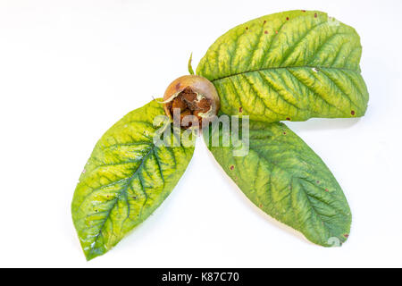 Mispel Früchte und Blätter, Mespilus Germanica. Stockfoto