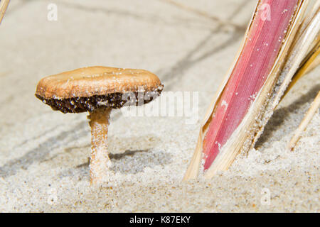 Dune cavalier Pilz in den Dünen, am Strand Gras Stockfoto