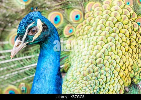 Pfau, Schwanzfedern anzeigen Stockfoto