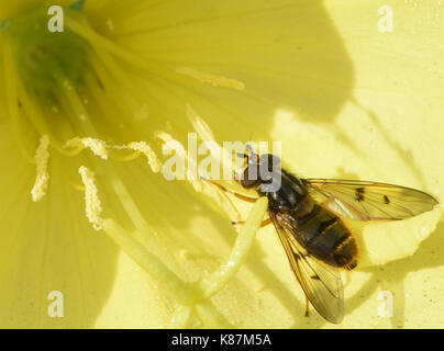 Ein hoverfly (Ferdinandea cuprea) Feeds auf einer gemeinsamen Nachtkerze (Oenothera biennis) Blüte. Bedgebury Wald, Kent, Stockfoto