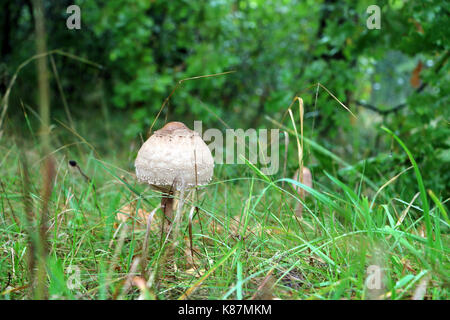 Rozites caperata Pilze wachsen in Gras. Schöne essbare Wald im Herbst Pflanze Stockfoto