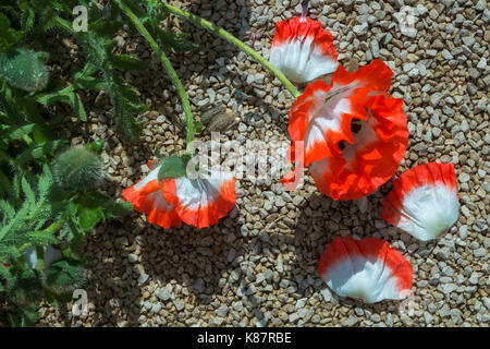 Roter und weißer Mohn Blumen. Stockfoto