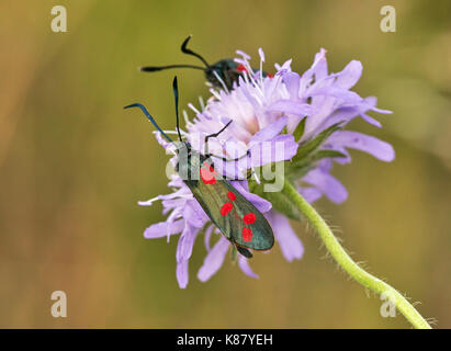 Six-spot Burnet Motten auf Scabious Blume. Hurst suchen, East Molesey, Surrey, Großbritannien. Stockfoto