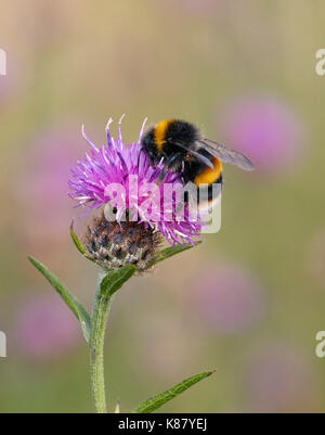 Buff-Hummel auf flockenblume Blume tailed. Hurst suchen, East Molesey, Surrey, Großbritannien. Stockfoto