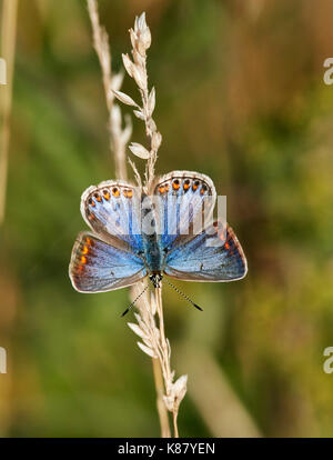 Gemeinsame blauen Weibchen auf Gras thront. Hurst suchen, East Molesey, Surrey, Großbritannien. Stockfoto