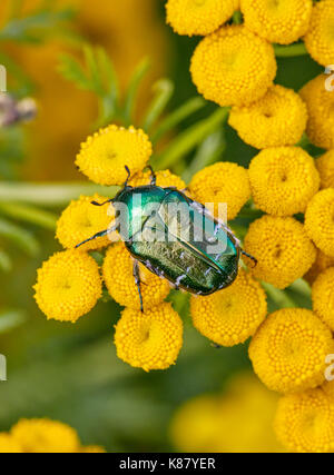 Rose Käfer auf Rainfarn Blüten. Hurst suchen, East Molesey, Surrey, Großbritannien. Stockfoto