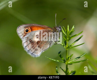 Kleine Heide Schmetterling thront auf Lady's Bedstraw. Hurst suchen, East Molesey, Surrey, Großbritannien. Stockfoto