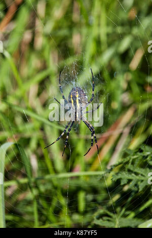 Wasp Spider auf seiner Website. Hurst suchen, East Molesey, Surrey, Großbritannien. Stockfoto