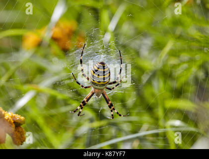 Wasp Spider auf seiner Website. Hurst suchen, East Molesey, Surrey, Großbritannien. Stockfoto