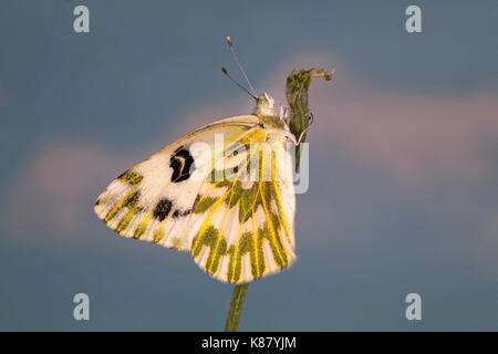 Porträt eines Becker weiß Schmetterling, Pontia beckerii, auch bekannt als große Becken Weiß und Sagebrush weiß, auf einem Black Eyed Susan Blume. Stockfoto