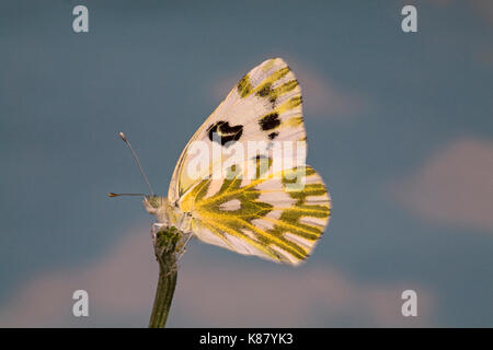 Porträt eines Becker weiß Schmetterling, Pontia beckerii, auch bekannt als große Becken Weiß und Sagebrush weiß, auf einem Black Eyed Susan Blume. Stockfoto